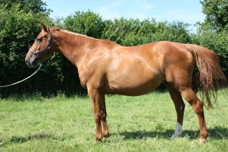 Photo du cheval