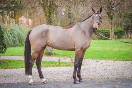 slider_horse_1.horse_nom}