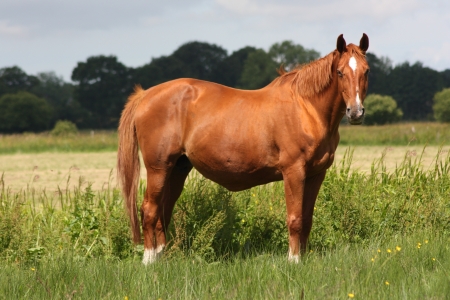 Photo du cheval