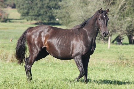 Photo du cheval
