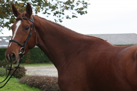 slider_horse_1.horse_nom}