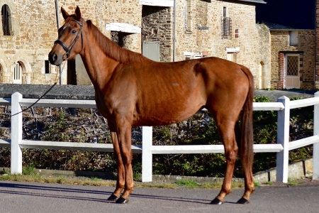 slider_horse_1.horse_nom}