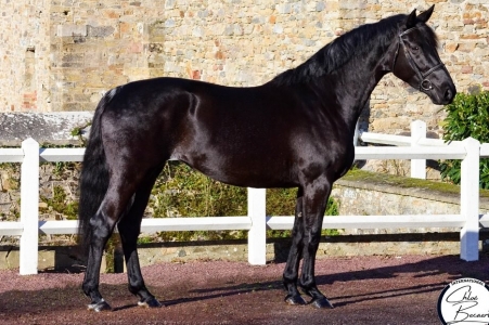 Photo du cheval