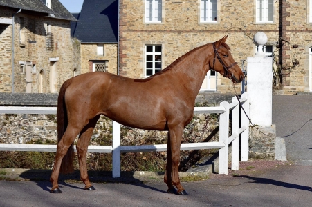 slider_horse_1.horse_nom}