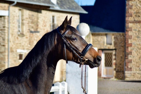 slider_horse_1.horse_nom}