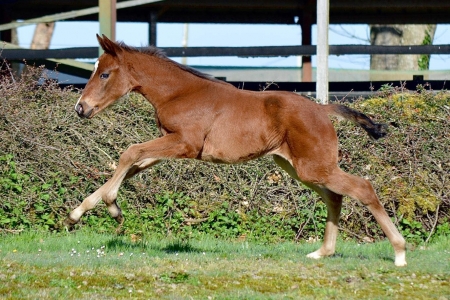 slider_horse_1.horse_nom}