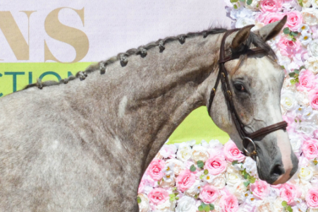 slider_horse_1.horse_nom}